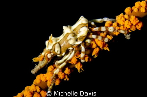 Xeno Crab by Michelle Davis 